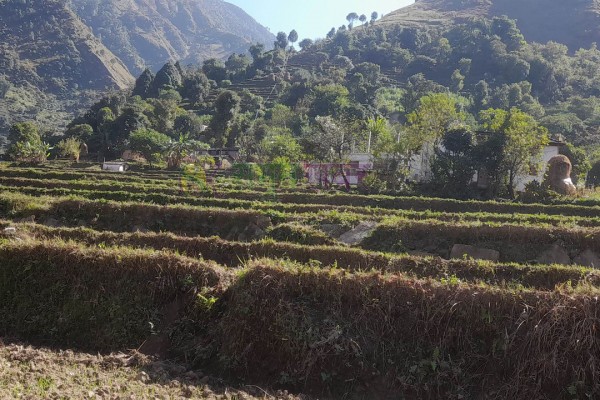 बैतडीमा रुखबाट लडेर एक महिला घाइते 
